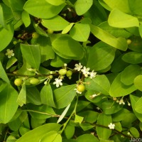 Erythroxylum novogranatense (D.Morris) Hieron.